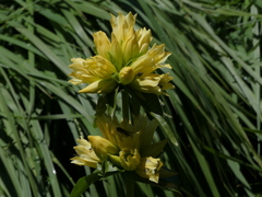 Gentiana burseri burseri