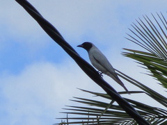 Coracina novaehollandiae