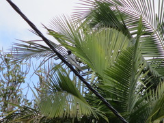 Coracina novaehollandiae