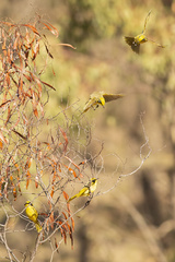 Lichenostomus melanops