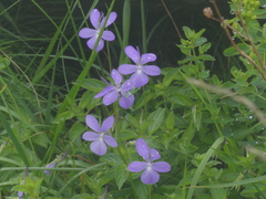 Viola cornuta