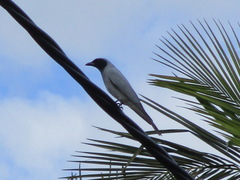 Coracina novaehollandiae