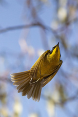 Lichenostomus melanops