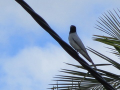 Coracina novaehollandiae