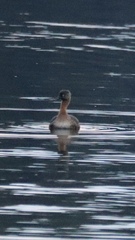 Poliocephalus rufopectus