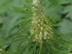 Pedicularis foliosa