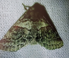 Noctuidae