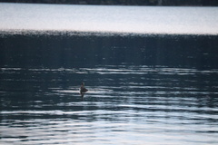 Poliocephalus rufopectus