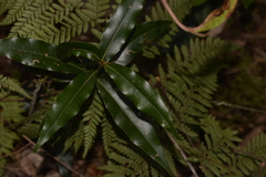 Cinnamomum oliveri