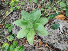 Heliotropium arboreum