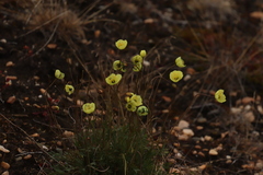 Papaver pulvinatum
