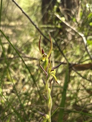 Lyperanthus suaveolens