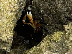 Leptograpsus variegatus