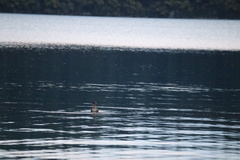 Poliocephalus rufopectus