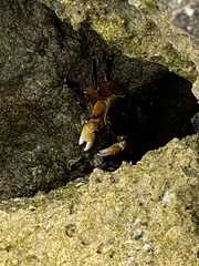 Leptograpsus variegatus