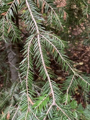 Abies alba
