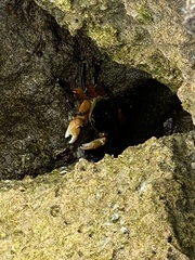 Leptograpsus variegatus