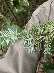 Abies alba