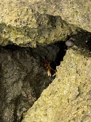 Leptograpsus variegatus