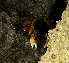 Leptograpsus variegatus