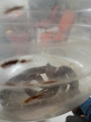 Lycodon anamallensis