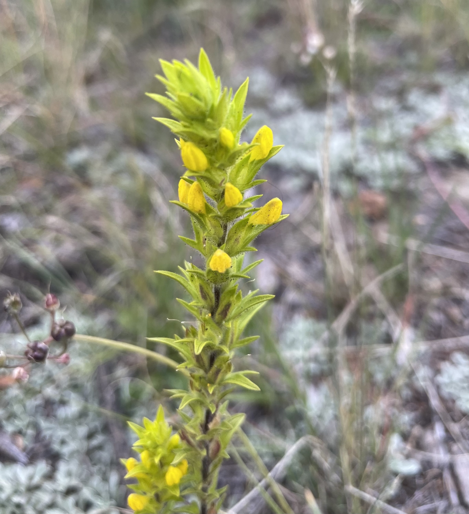 Orthocarpus luteus