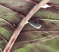Coniopteryginae