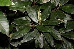 Quintinia verdonii