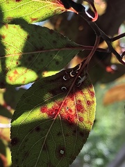 Coniopteryginae