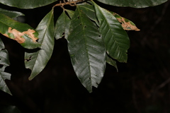 Quintinia verdonii