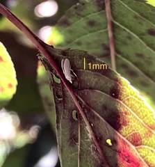 Coniopteryginae