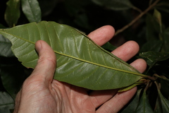 Quintinia verdonii