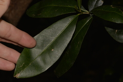 Planchonella australis