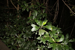 Quintinia verdonii