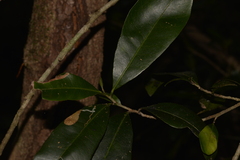 Planchonella australis