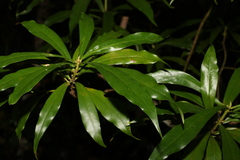 Tasmannia insipida