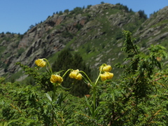 Lilium pyrenaicum