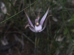 Caladenia hirta rosea