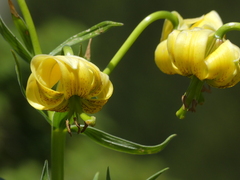 Lilium pyrenaicum