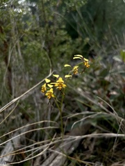 Diuris maculata