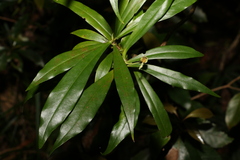 Tasmannia insipida