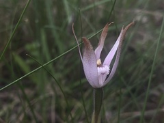 Caladenia hirta rosea