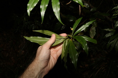 Tasmannia insipida
