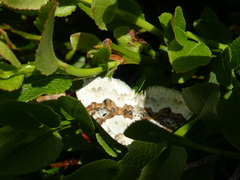 Xanthorhoe montanata