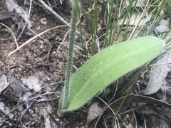 Caladenia hirta rosea