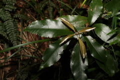 Schizomeria ovata