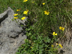 Potentilla pyrenaica