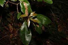 Schizomeria ovata