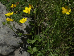 Potentilla pyrenaica
