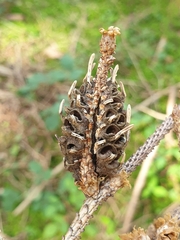 Adelges abietis